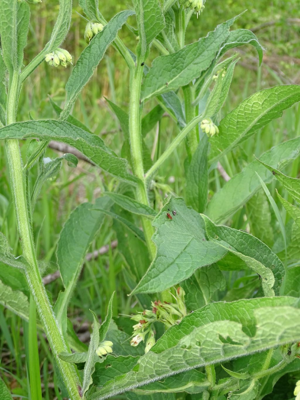 Symphytum officinale?